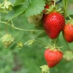 strawberries