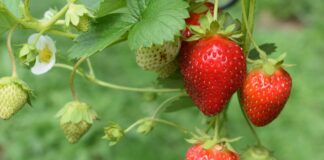 strawberries