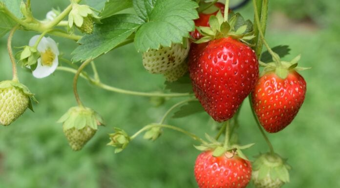 strawberries