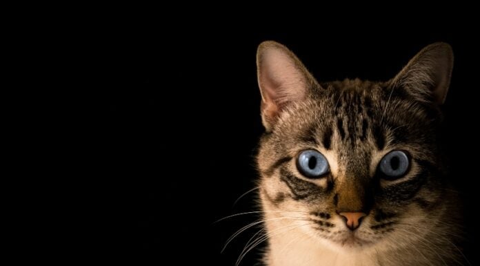 Cat museum in Mexico City