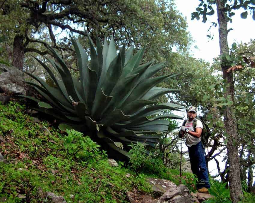 Huge agave on the Caracol Trail