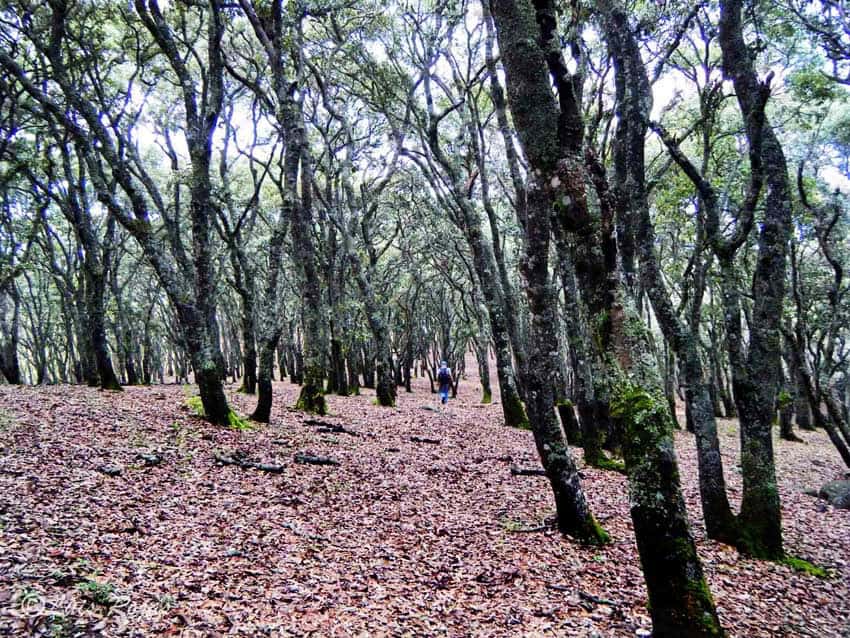 Oak forest along the Caracol Trail near Lake Chapala