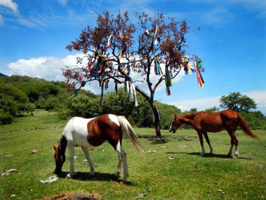 sacred tree on the Ceremonial Grounds, hiking from Lake Chapala
