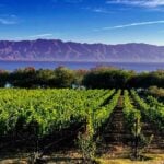 La Estramancia vineyards are located four kilometers east of San Luis Soyatlán on Lake Chapala’s south shore.