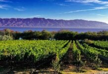 La Estramancia vineyards are located four kilometers east of San Luis Soyatlán on Lake Chapala’s south shore.