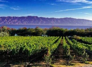 La Estramancia vineyards are located four kilometers east of San Luis Soyatlán on Lake Chapala’s south shore.