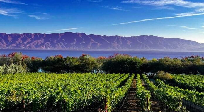 La Estramancia vineyards are located four kilometers east of San Luis Soyatlán on Lake Chapala’s south shore.