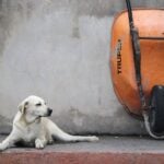 dog on porch