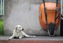 dog on porch