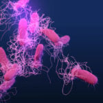 Medical illustration of drug-resistant, nontyphoidal, Salmonella sp. bacteria