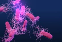 Medical illustration of drug-resistant, nontyphoidal, Salmonella sp. bacteria