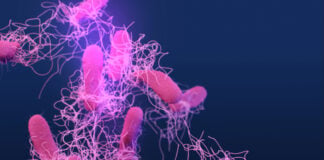 Medical illustration of drug-resistant, nontyphoidal, Salmonella sp. bacteria