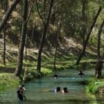 Kids in the water at the Agua Dulce swimming hole