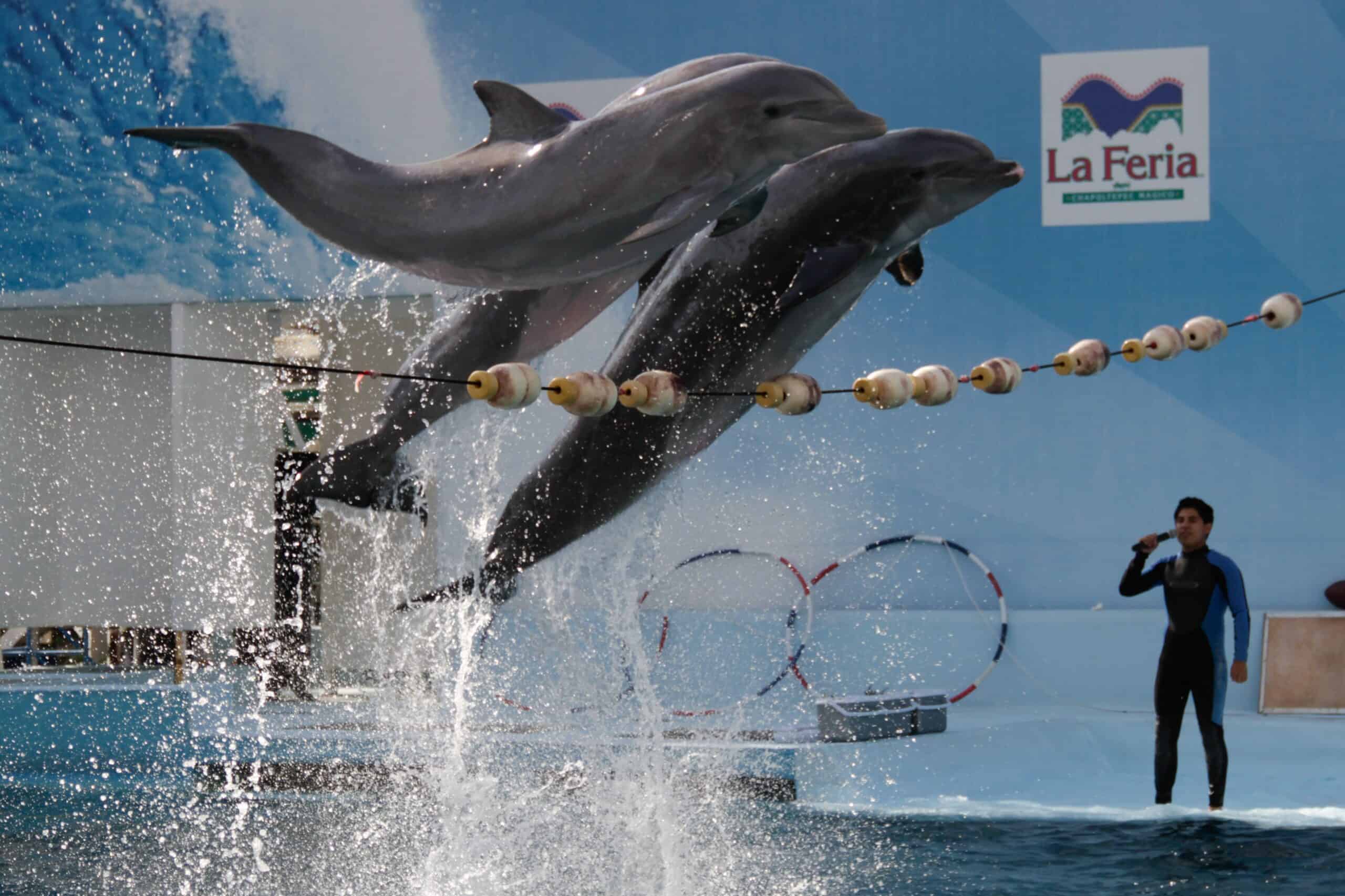 dolphins in show