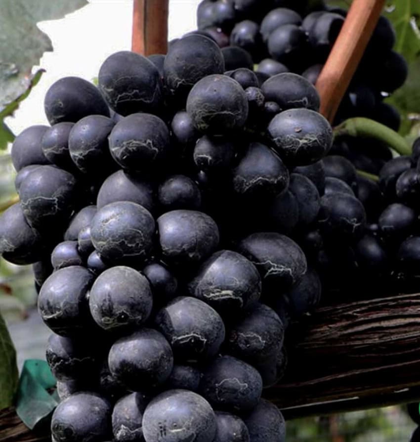 Tempranillo grapes