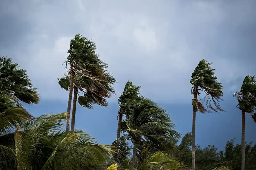 Palm trees buffeted by strong winds in Los Cabos