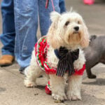 A patriotic pup in a red, green and white dress