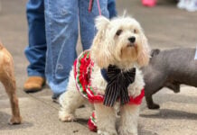 A patriotic pup in a red, green and white dress