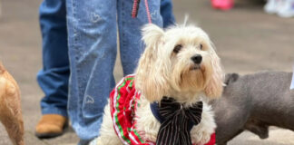 A patriotic pup in a red, green and white dress