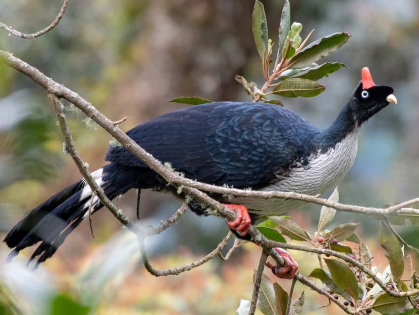 horned guan in the wild