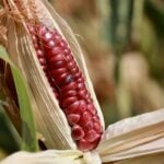corn growing