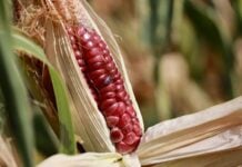 corn growing