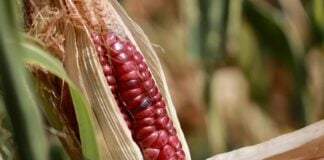 corn growing