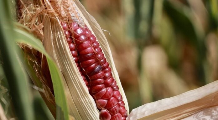 corn growing