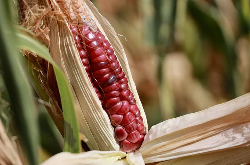 Two farming associations called on state and federal authorities to declare a climate emergency in drought-affected areas of Oaxaca and Guerrero and establish programs aimed at guaranteeing food sovereignty and supporting female farmers.