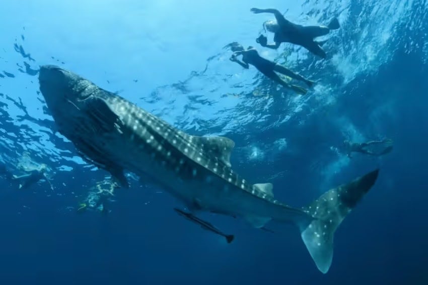 Two tourists swimming with whale sharks in La Paz, Baja California Sur