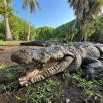 Massive crocodile in La Ventanilla sanctuary in Oaxaca