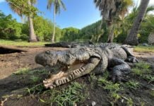 Massive crocodile in La Ventanilla sanctuary in Oaxaca
