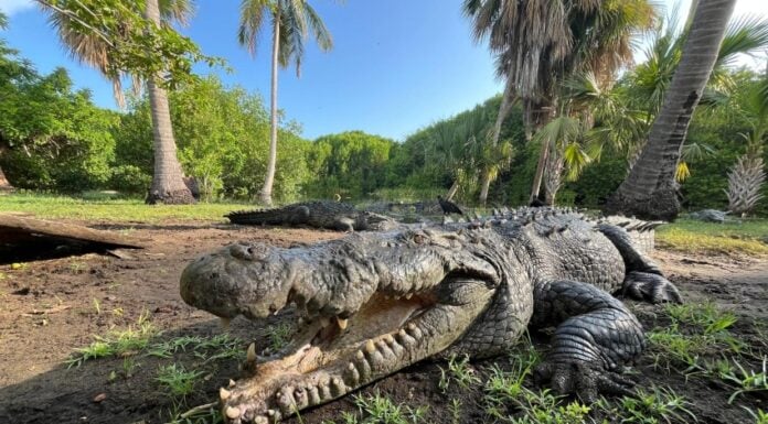 Massive crocodile in La Ventanilla sanctuary in Oaxaca