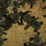 se turtles in Oaxaca