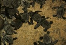 se turtles in Oaxaca