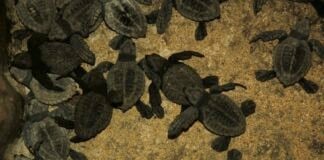 se turtles in Oaxaca