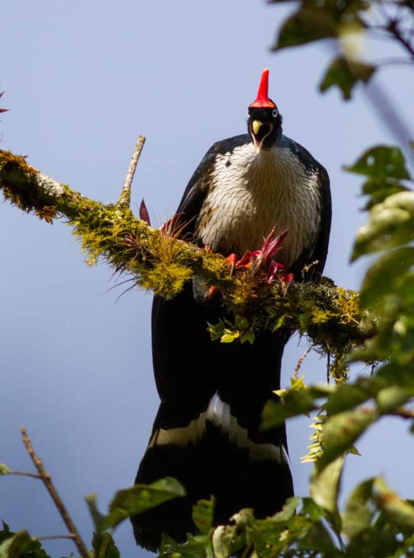 The horned guan perched in a tree