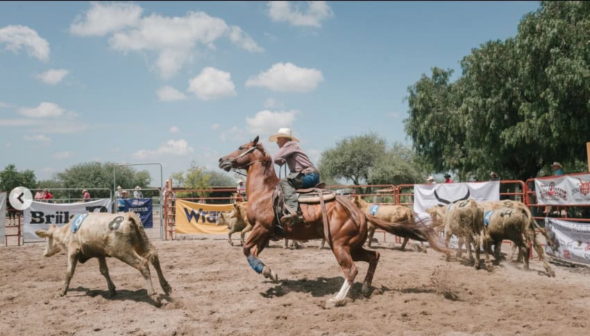 Cow sorting event in San Miguel de Allende, with riders separating out cattle in sequence