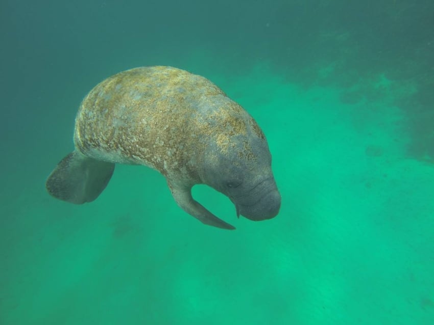 Manatee in the waters off the coast of Mahahual, Quintana Roo