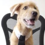 Rollo, new dog at Mexico's National Palace