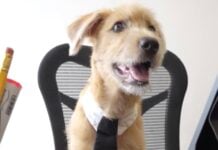 Rollo, new dog at Mexico's National Palace