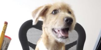 Rollo, new dog at Mexico's National Palace