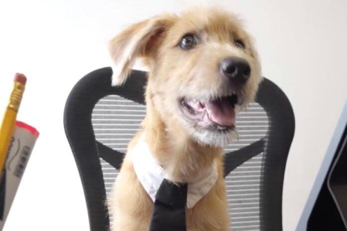 Rollo, new dog at Mexico's National Palace