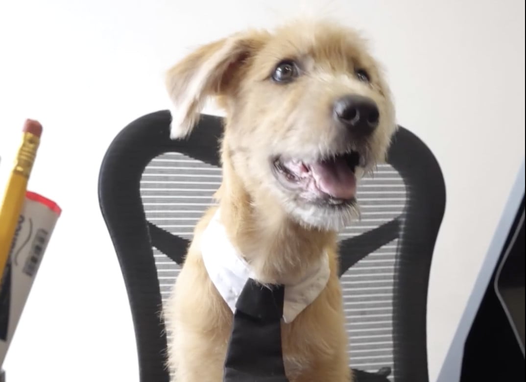 The Mexican government has just introduced a new resident of the National Palace. It’s a puppy, and his name is Rollo.