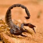 A scorpion preparing to sting