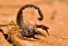 A scorpion preparing to sting