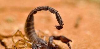 A scorpion preparing to sting
