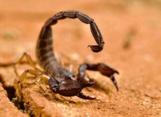 A scorpion preparing to sting