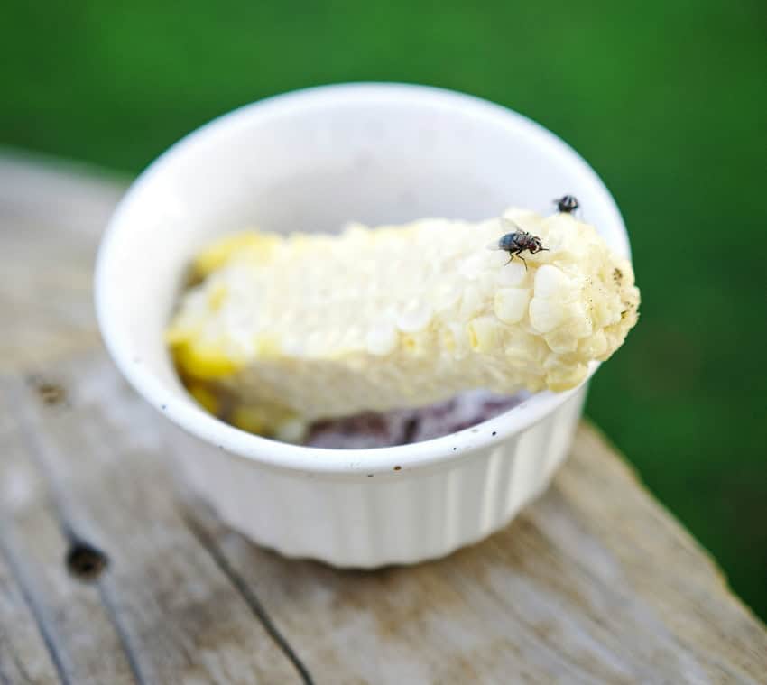 Flies on an ear of corn