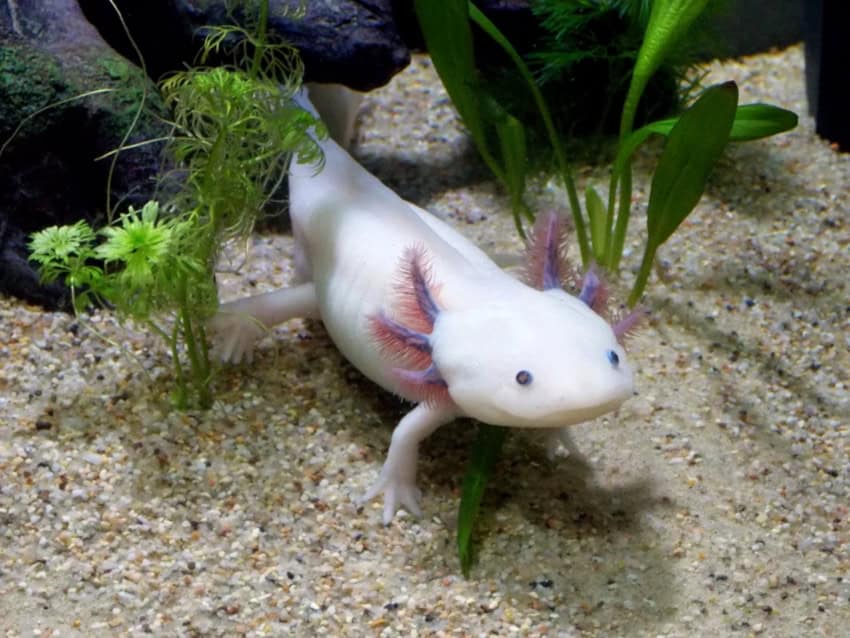 Mexican axolotl bred for color